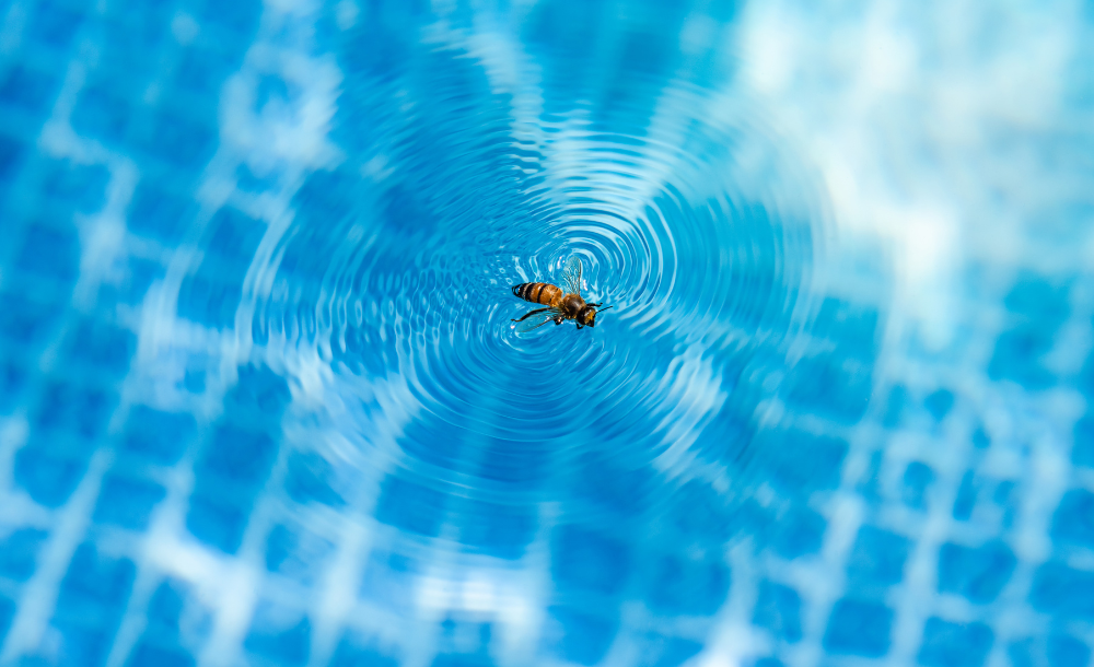 Come proteggere la tua piscina dagli insetti?